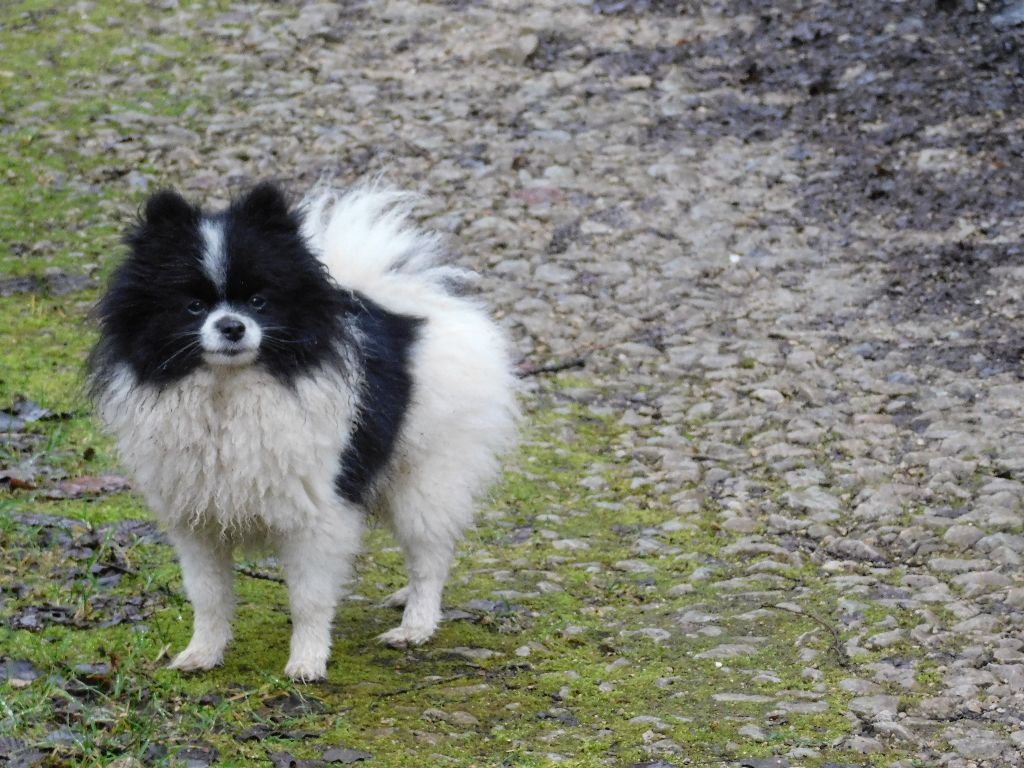 Miss-lilou des anges du petit trianon