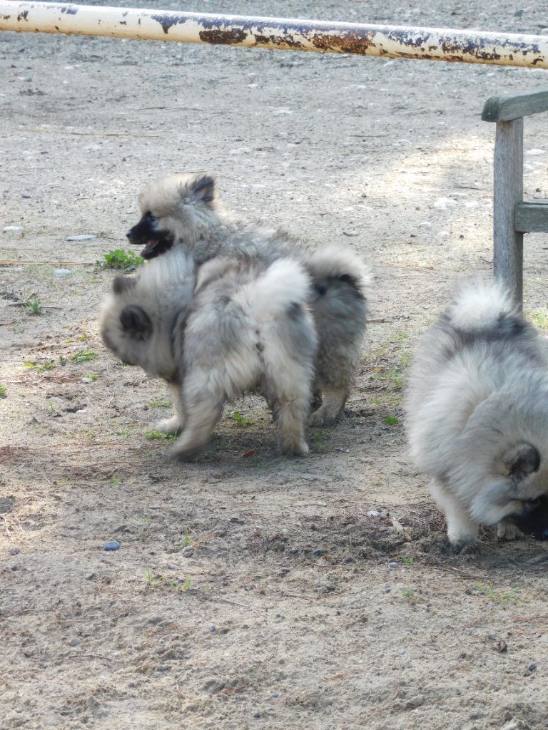 chiot Spitz allemand Des Spitzsous De Chato