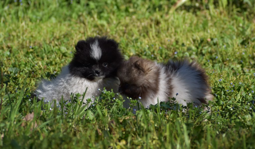 chiot Spitz allemand Des Spitzsous De Chato