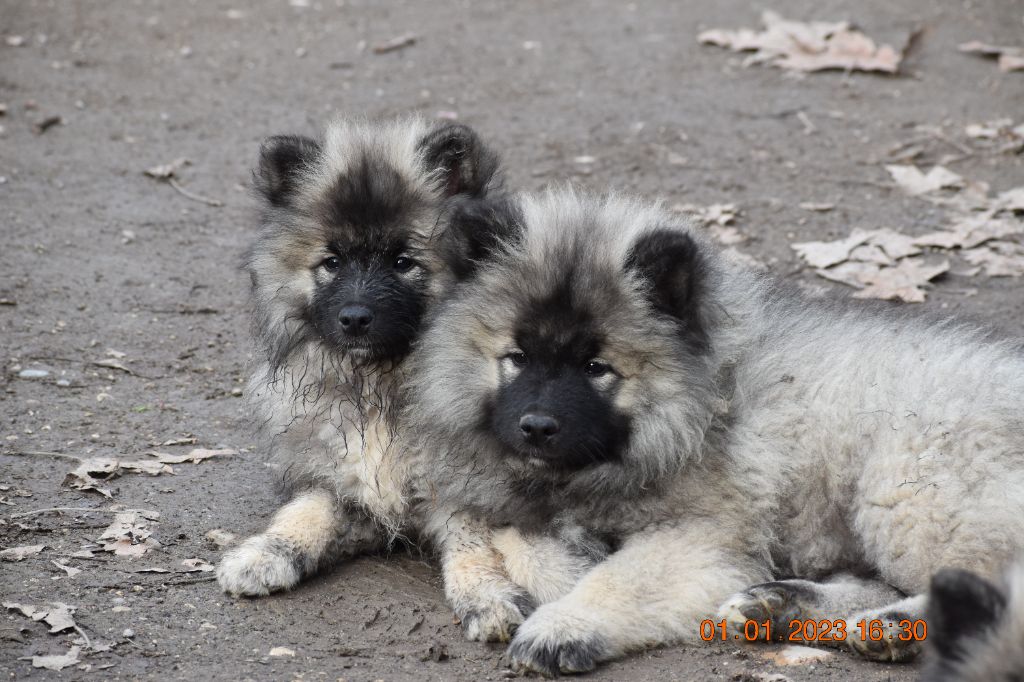 chiot Spitz allemand Des Spitzsous De Chato