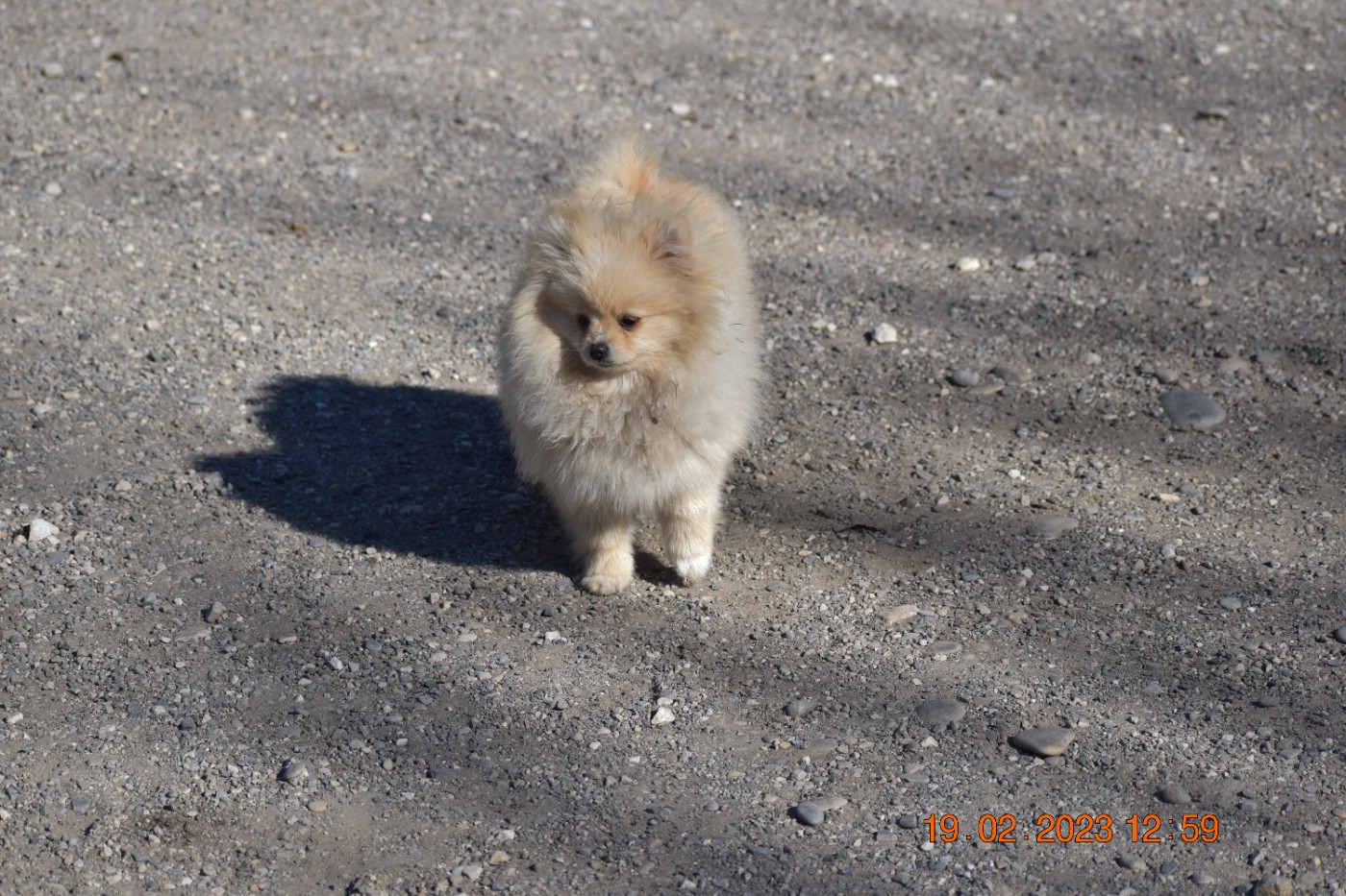 Tapas Des Spitzsous De Chato