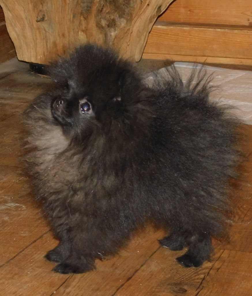 Des Spitzsous De Chato - Chiots disponibles - Spitz allemand