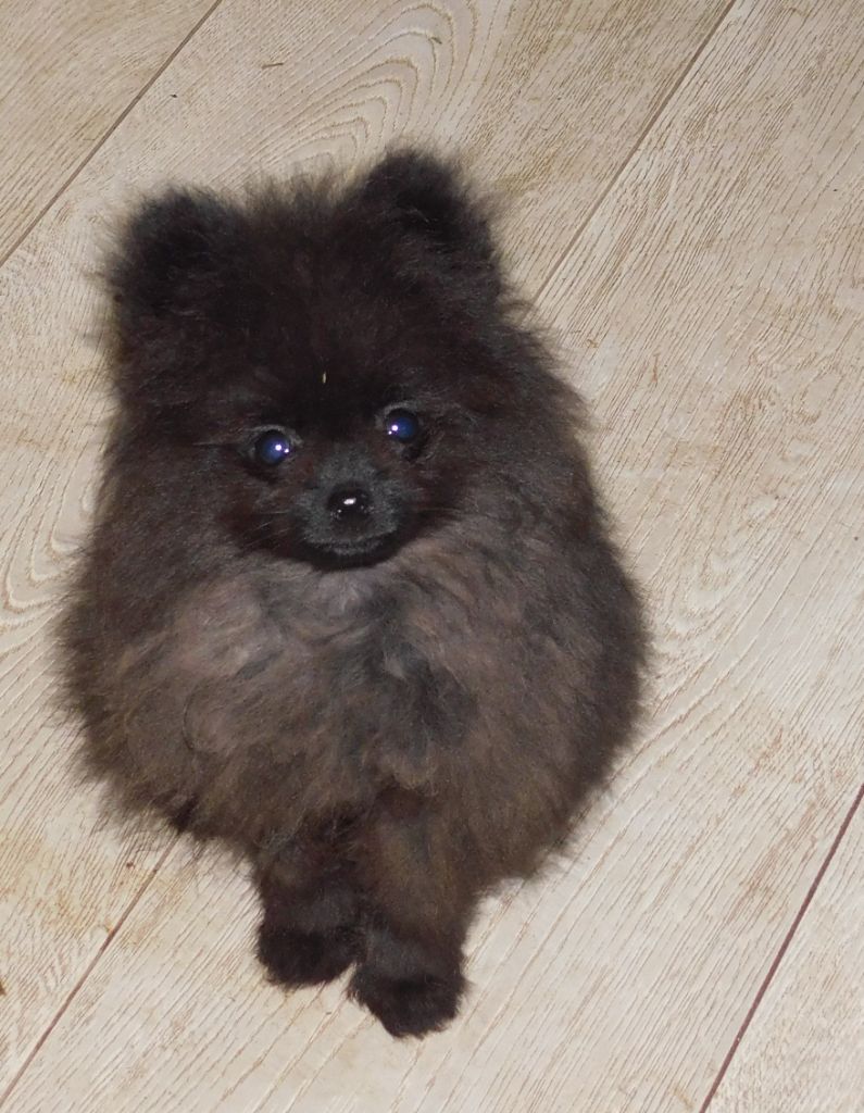 Des Spitzsous De Chato - Chiots disponibles - Spitz allemand