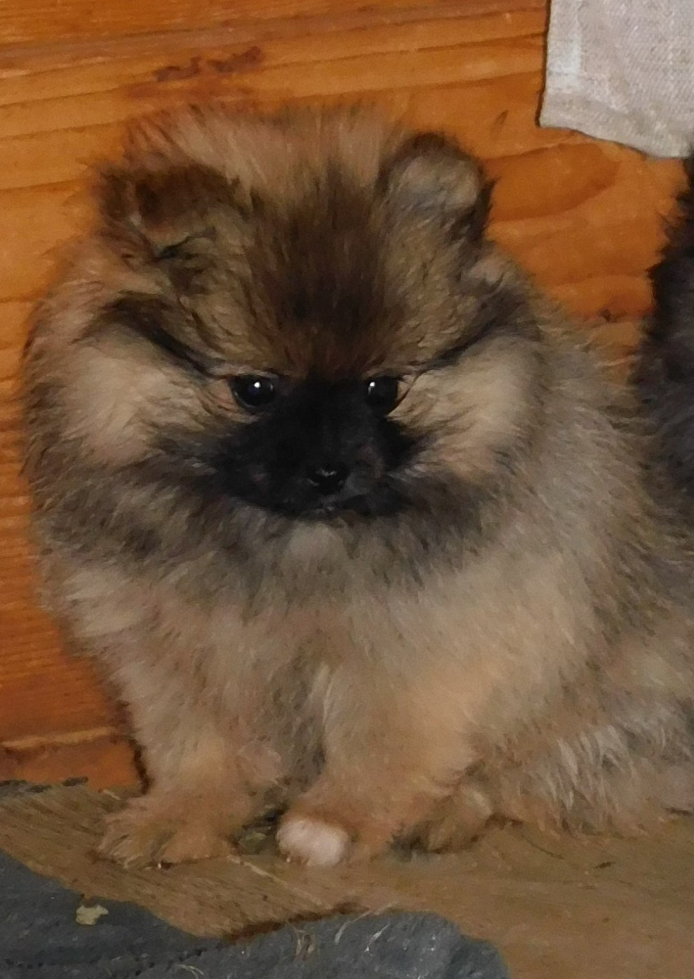 Des Spitzsous De Chato - Chiots disponibles - Spitz allemand