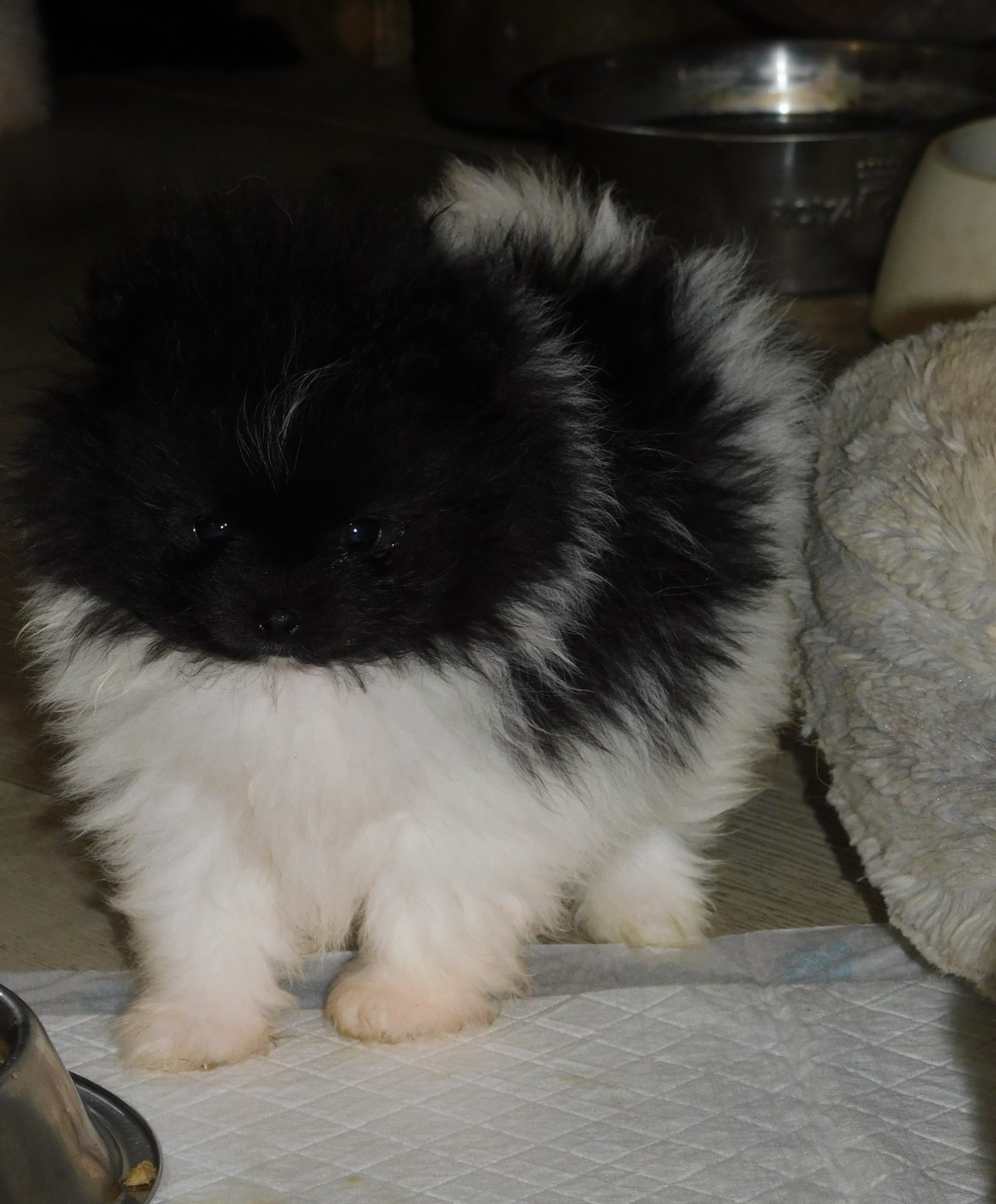 Des Spitzsous De Chato - Chiots disponibles - Spitz allemand