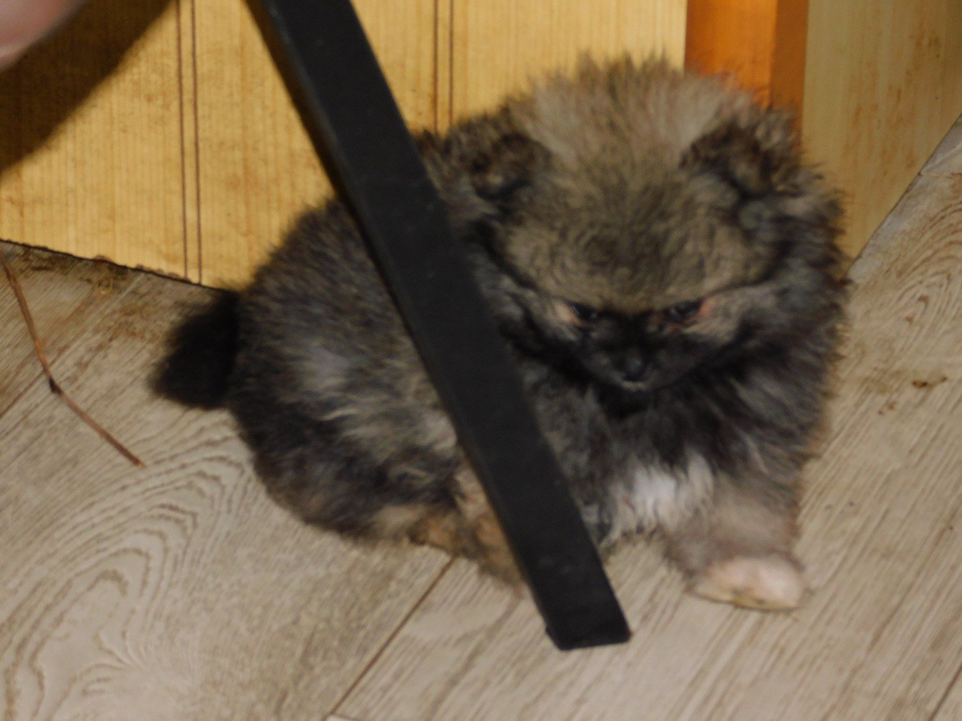 Des Spitzsous De Chato - Chiots disponibles - Spitz allemand