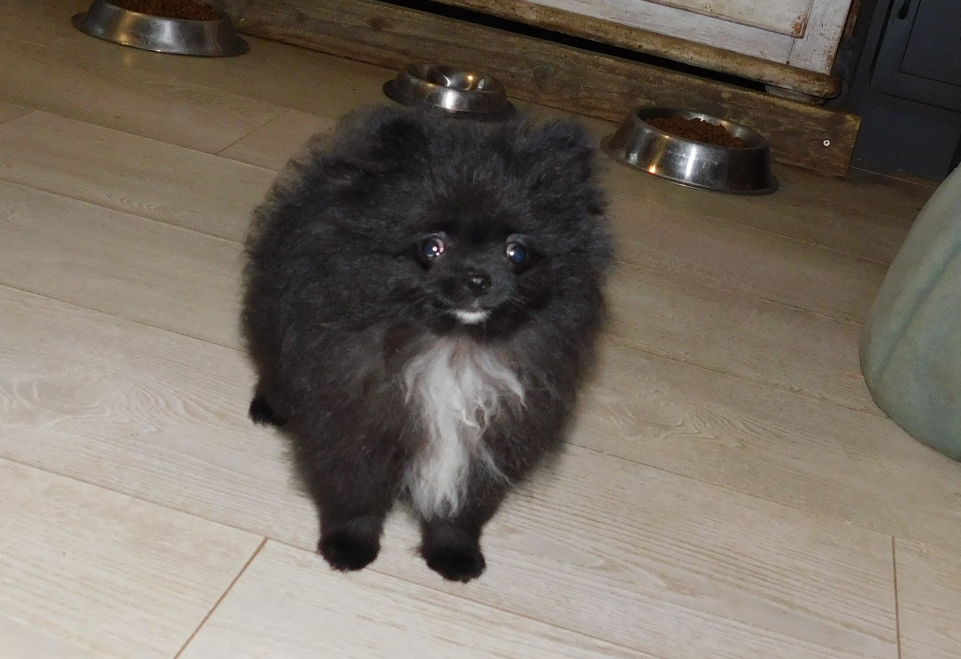 Des Spitzsous De Chato - Chiots disponibles - Spitz allemand