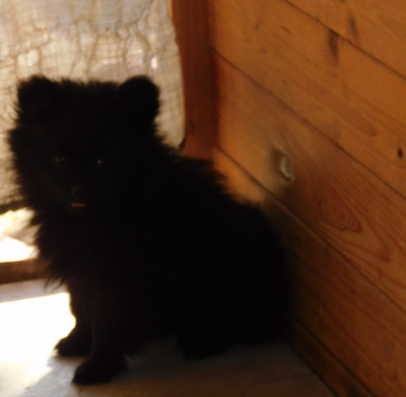 Des Spitzsous De Chato - Chiots disponibles - Spitz allemand