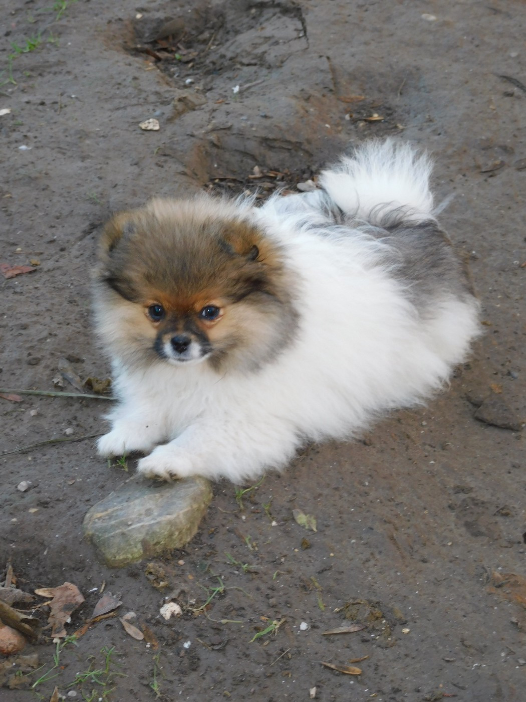 Des Spitzsous De Chato - Chiots disponibles - Spitz allemand