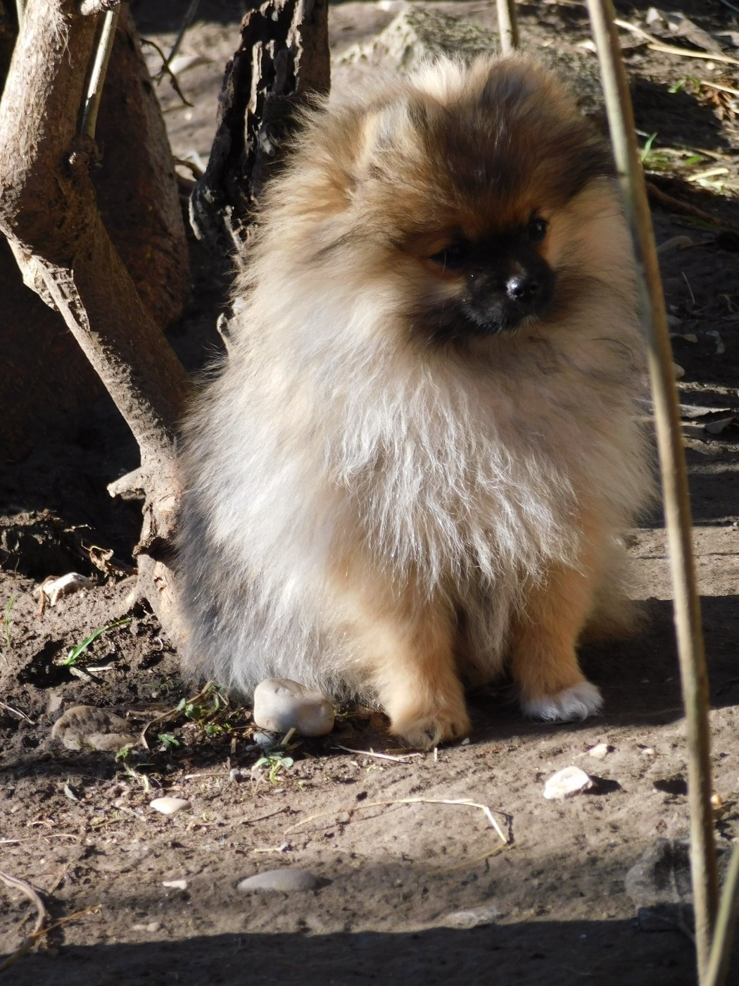 Des Spitzsous De Chato - Chiots disponibles - Spitz allemand