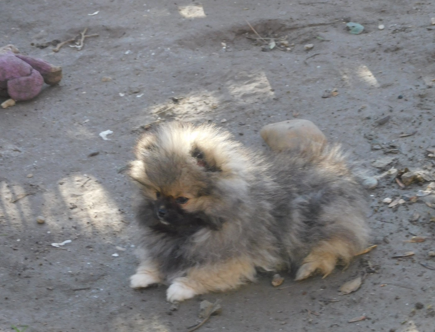 Des Spitzsous De Chato - Chiots disponibles - Spitz allemand