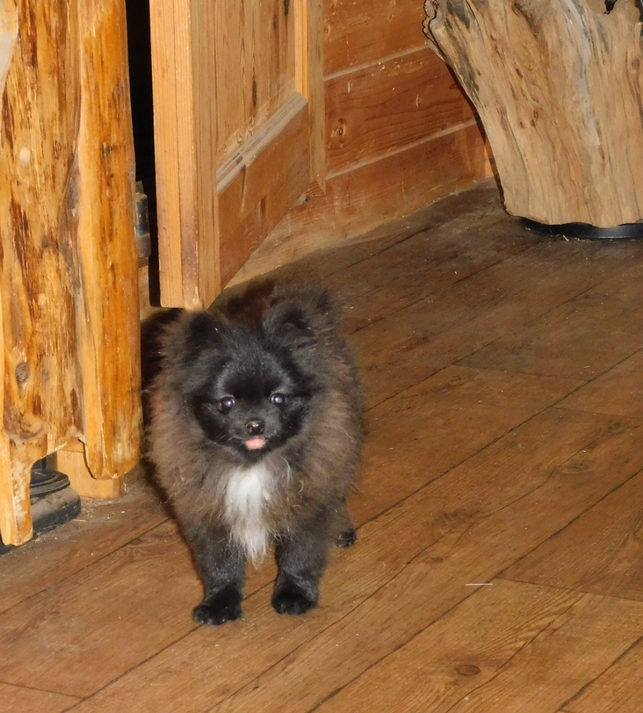 Des Spitzsous De Chato - Chiots disponibles - Spitz allemand