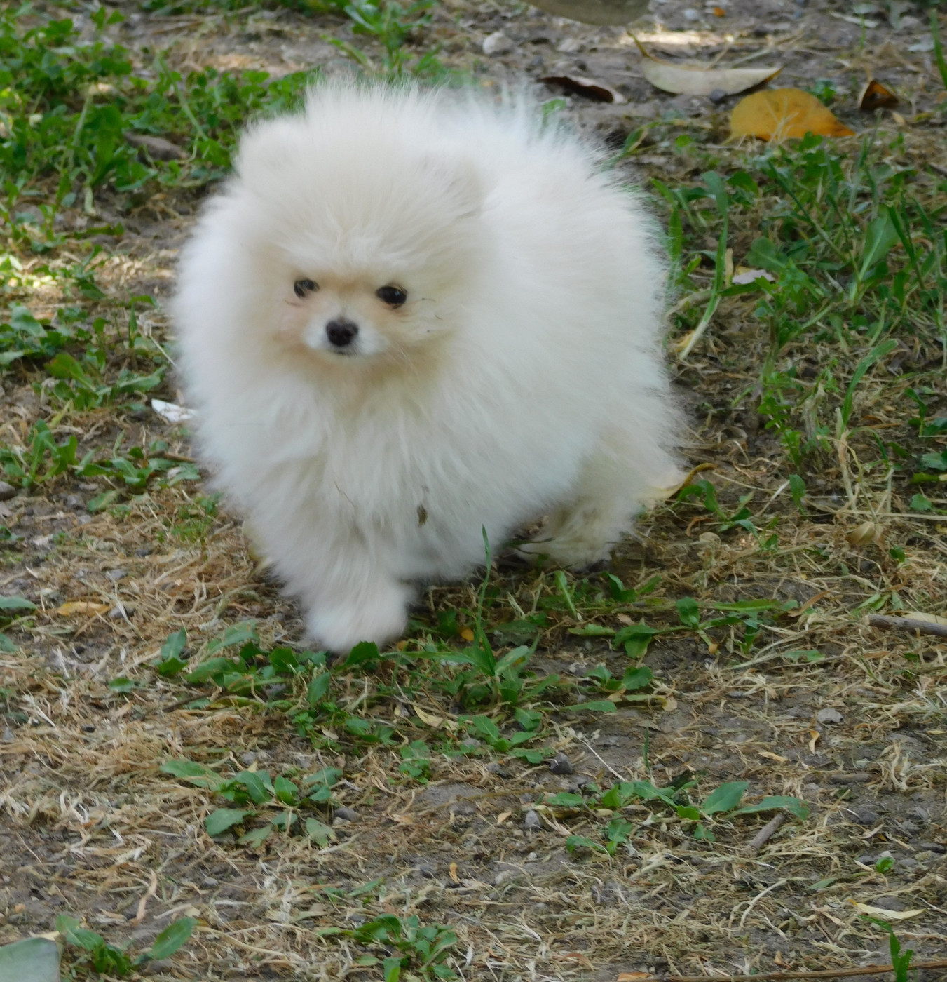 Des Spitzsous De Chato - Chiots disponibles - Spitz allemand