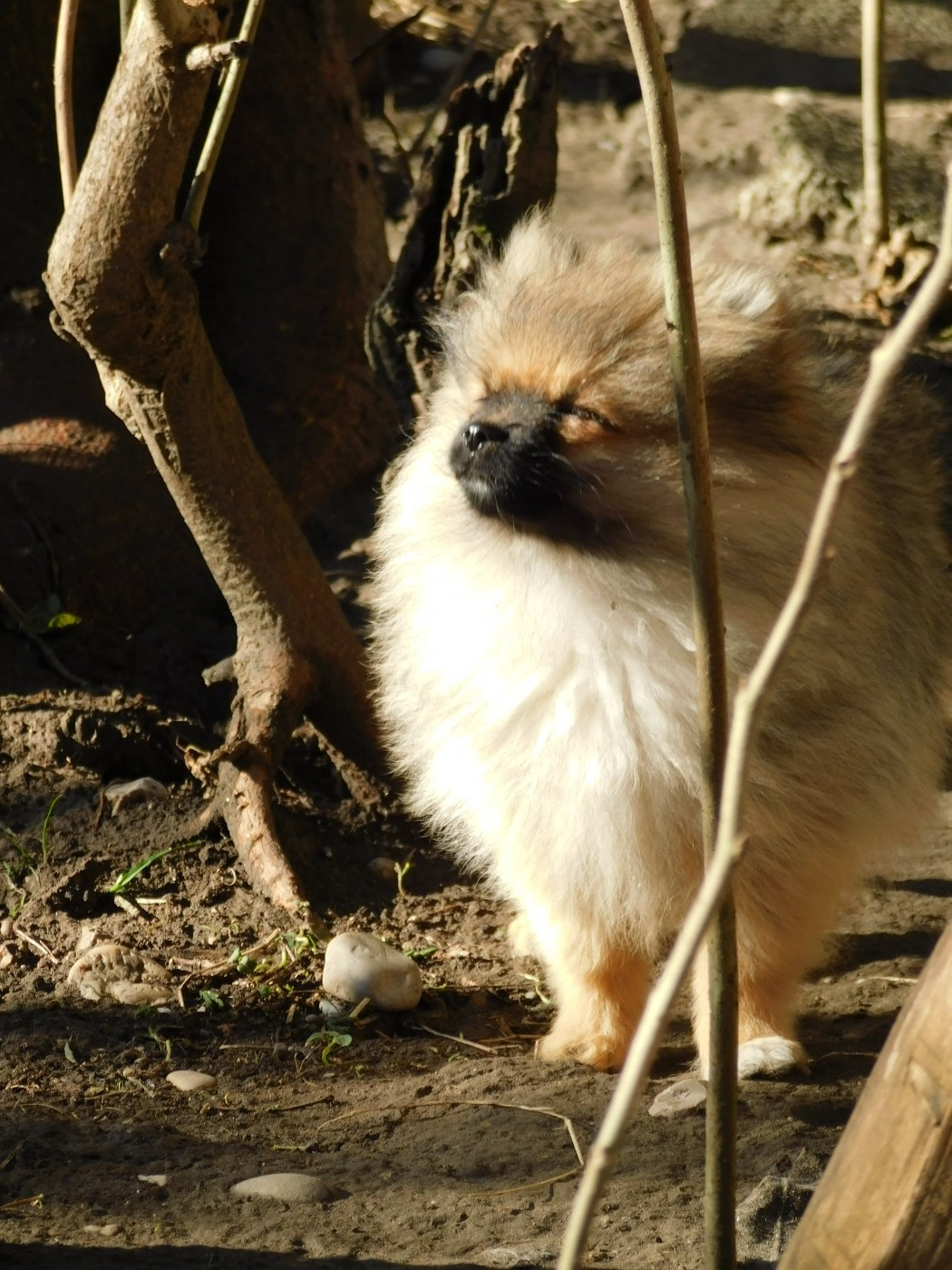 Des Spitzsous De Chato - Chiots disponibles - Spitz allemand