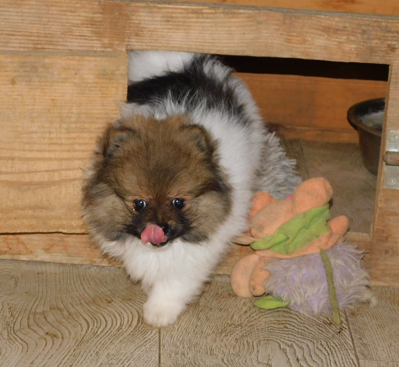 Des Spitzsous De Chato - Chiots disponibles - Spitz allemand