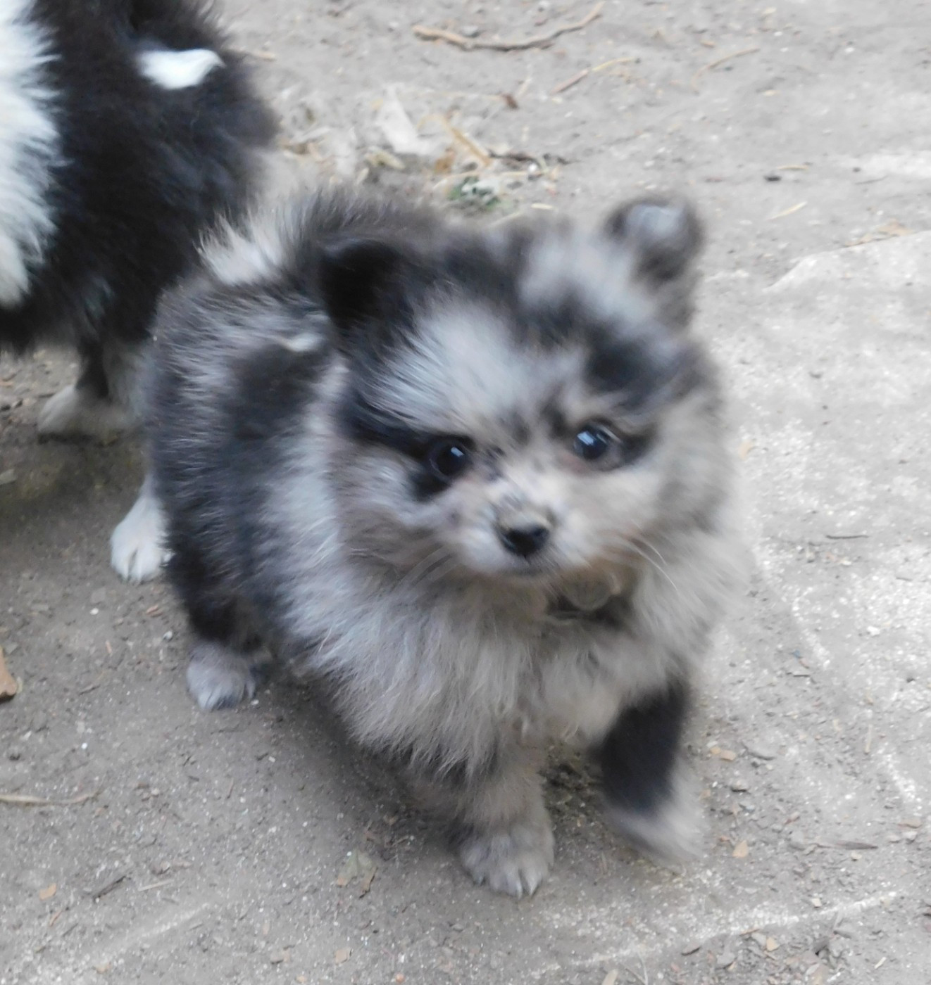 Des Spitzsous De Chato - Chiots disponibles - Spitz allemand