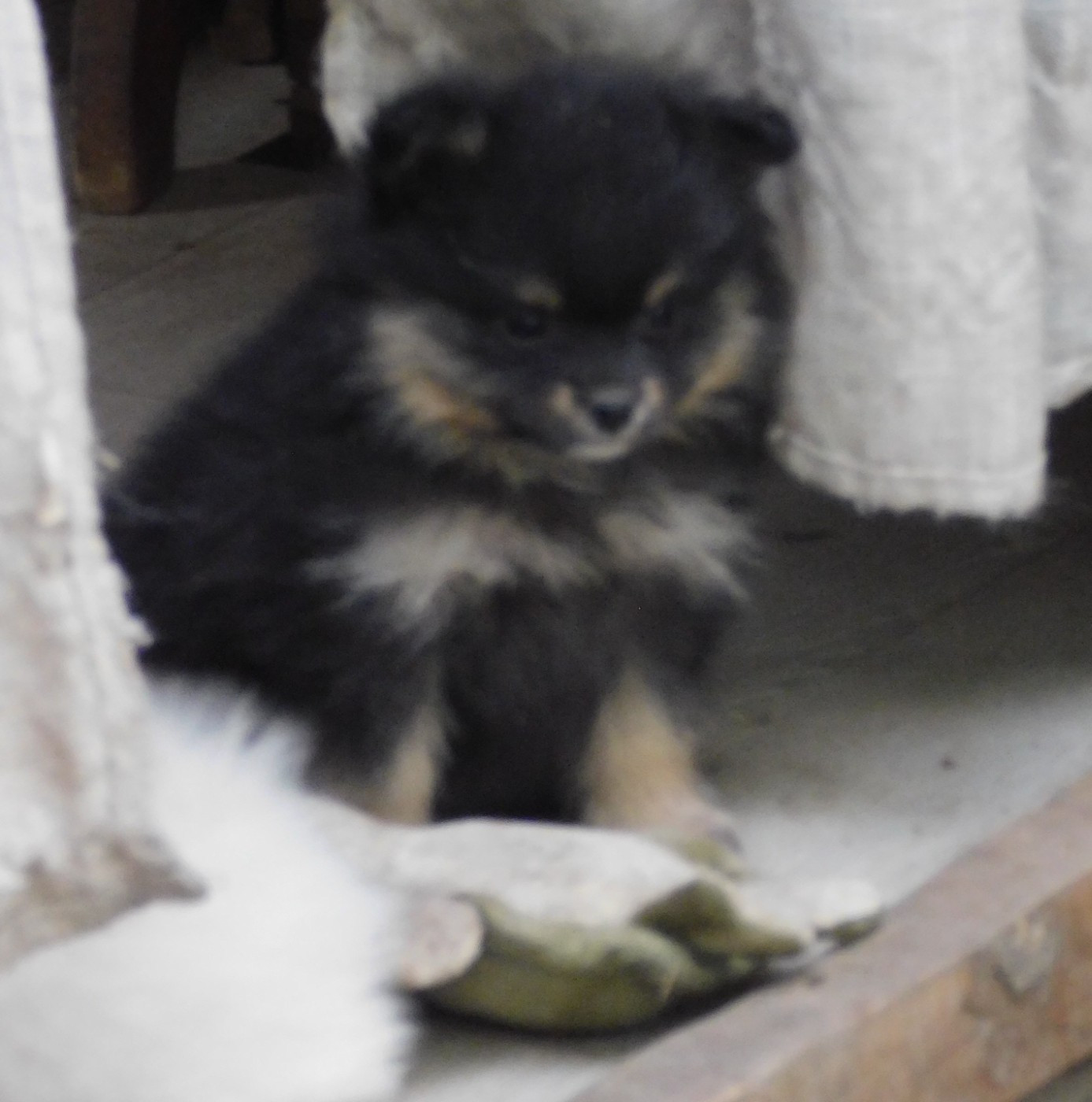 Des Spitzsous De Chato - Chiots disponibles - Spitz allemand