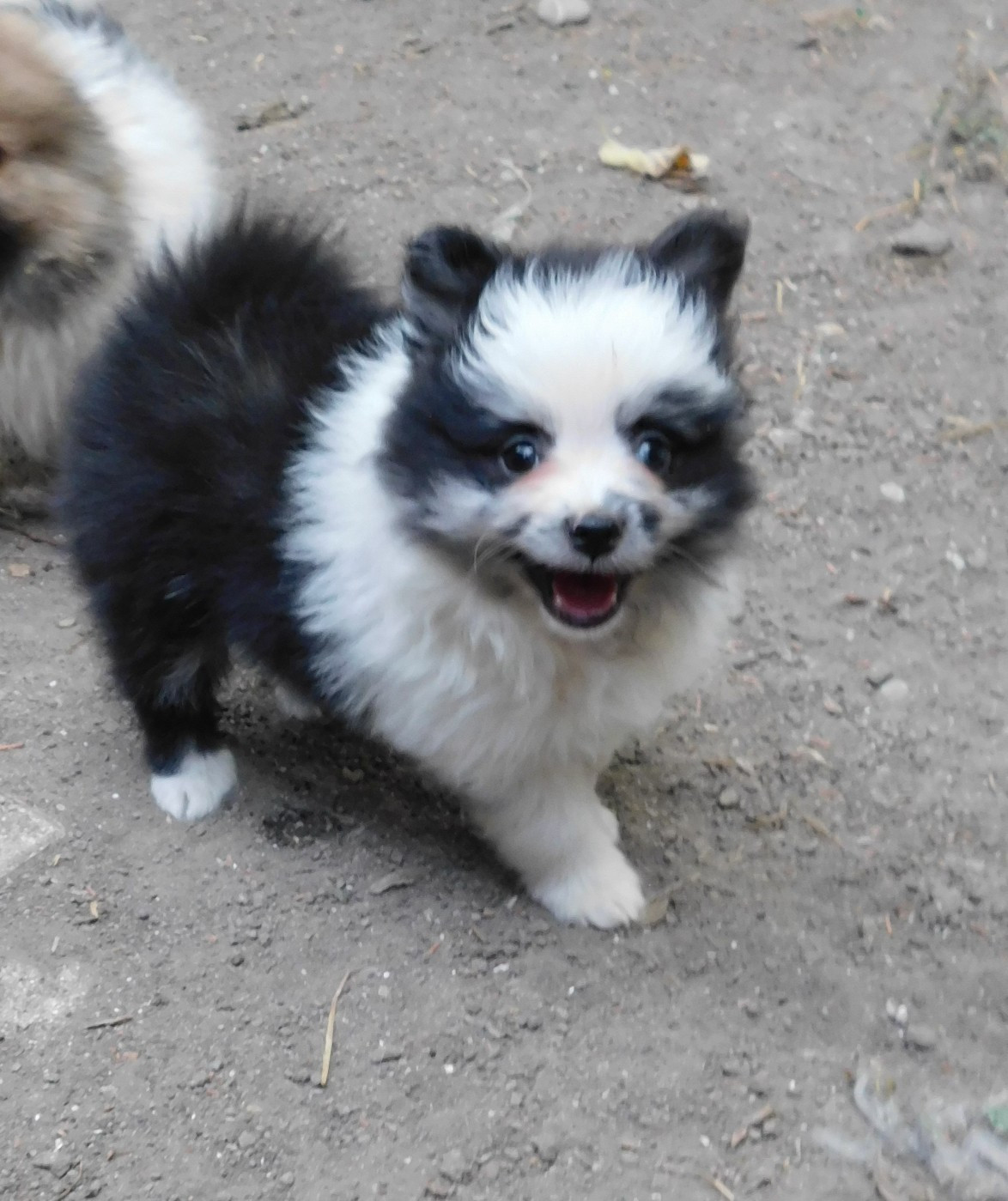 Des Spitzsous De Chato - Chiots disponibles - Spitz allemand