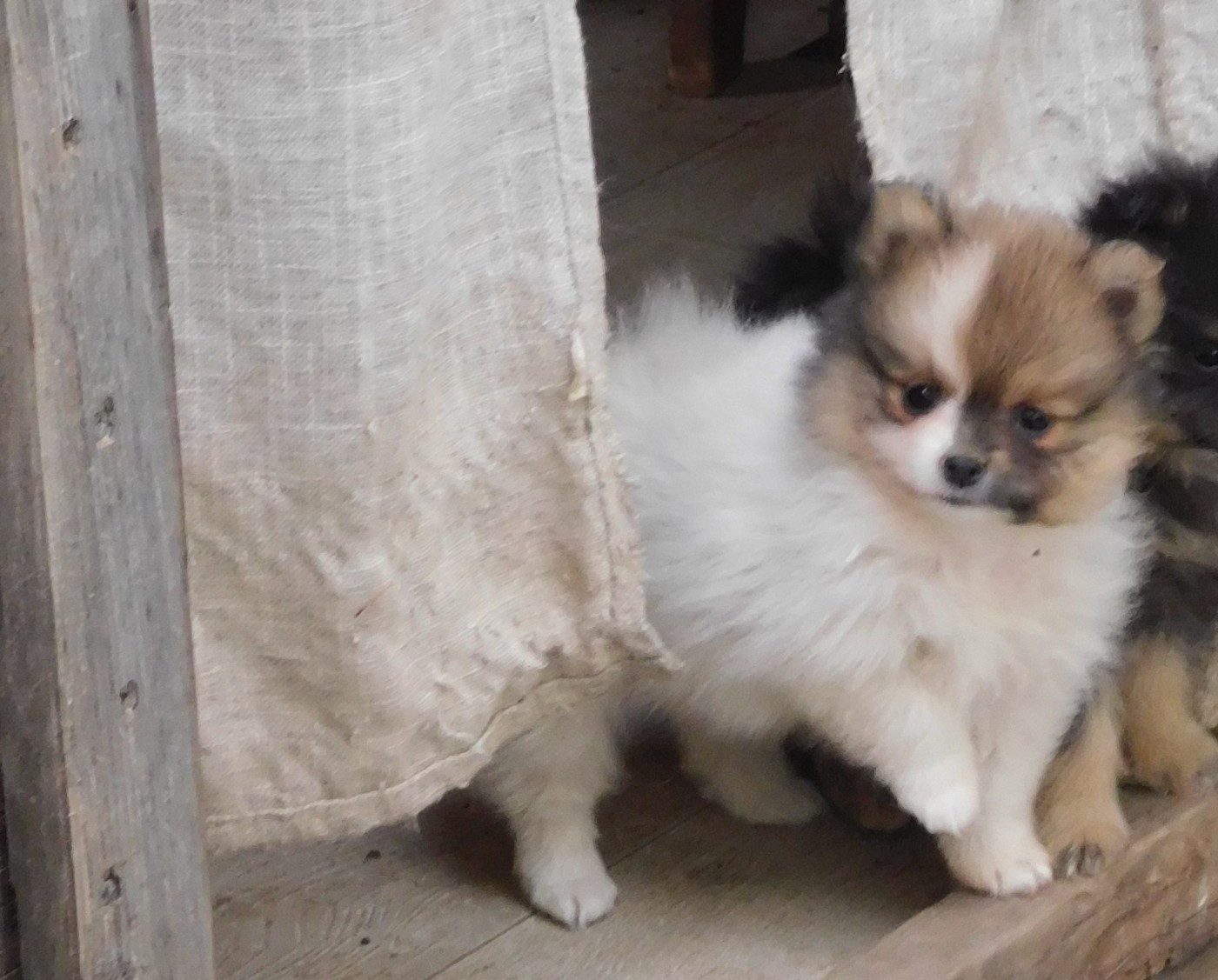 Des Spitzsous De Chato - Chiots disponibles - Spitz allemand