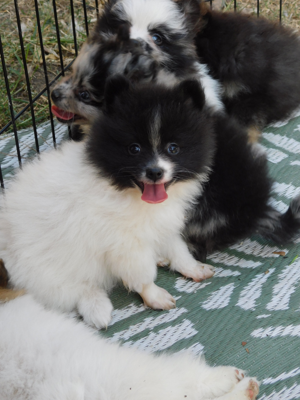 Des Spitzsous De Chato - Chiots disponibles - Spitz allemand
