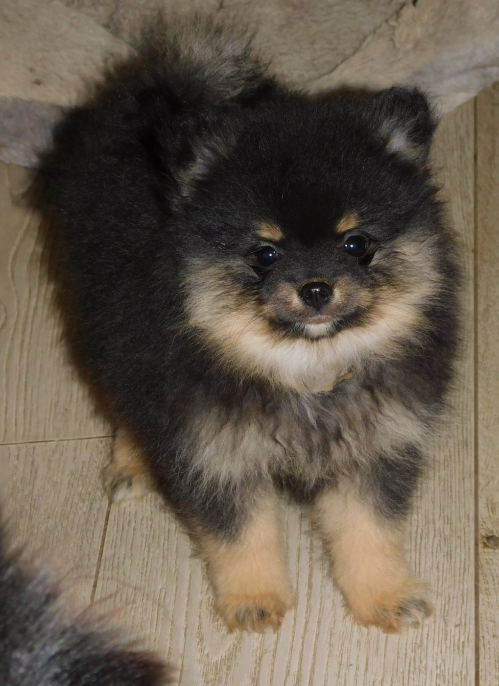 Des Spitzsous De Chato - Chiots disponibles - Spitz allemand