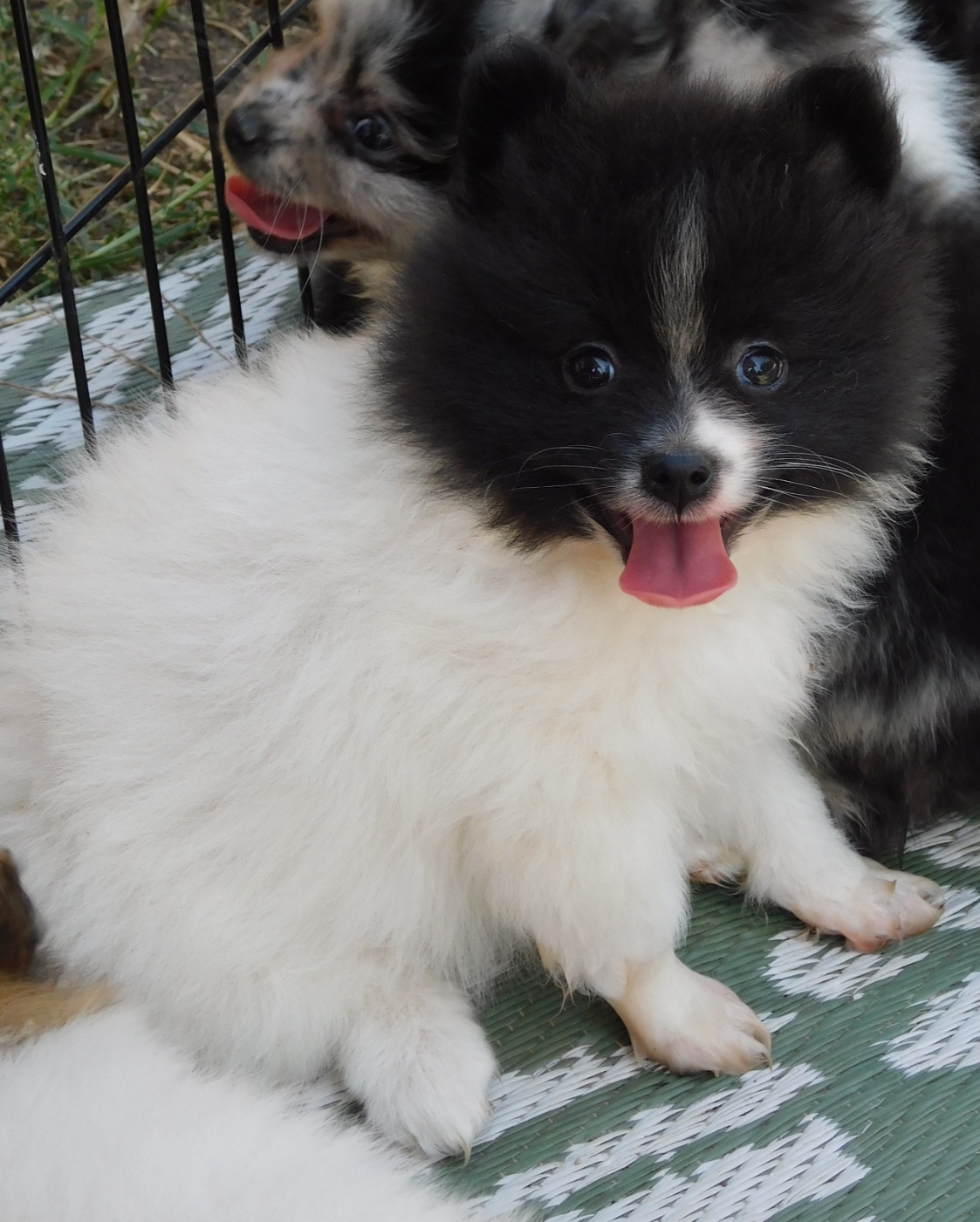 Des Spitzsous De Chato - Chiots disponibles - Spitz allemand