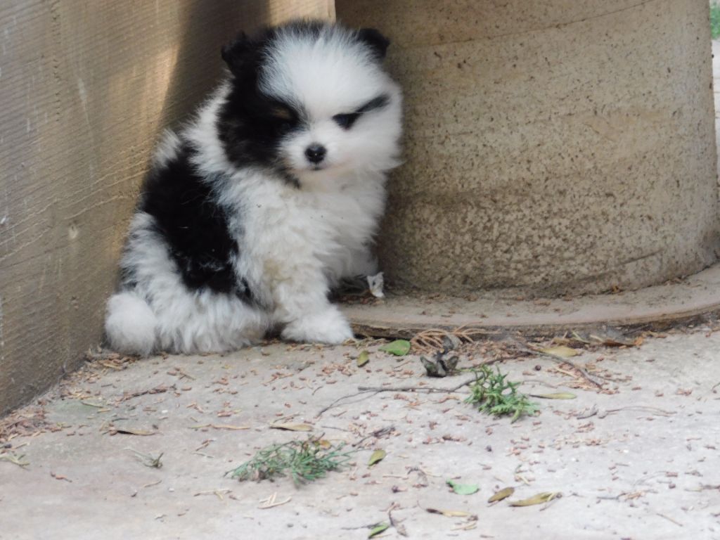 Des Spitzsous De Chato - Chiots disponibles - Spitz allemand