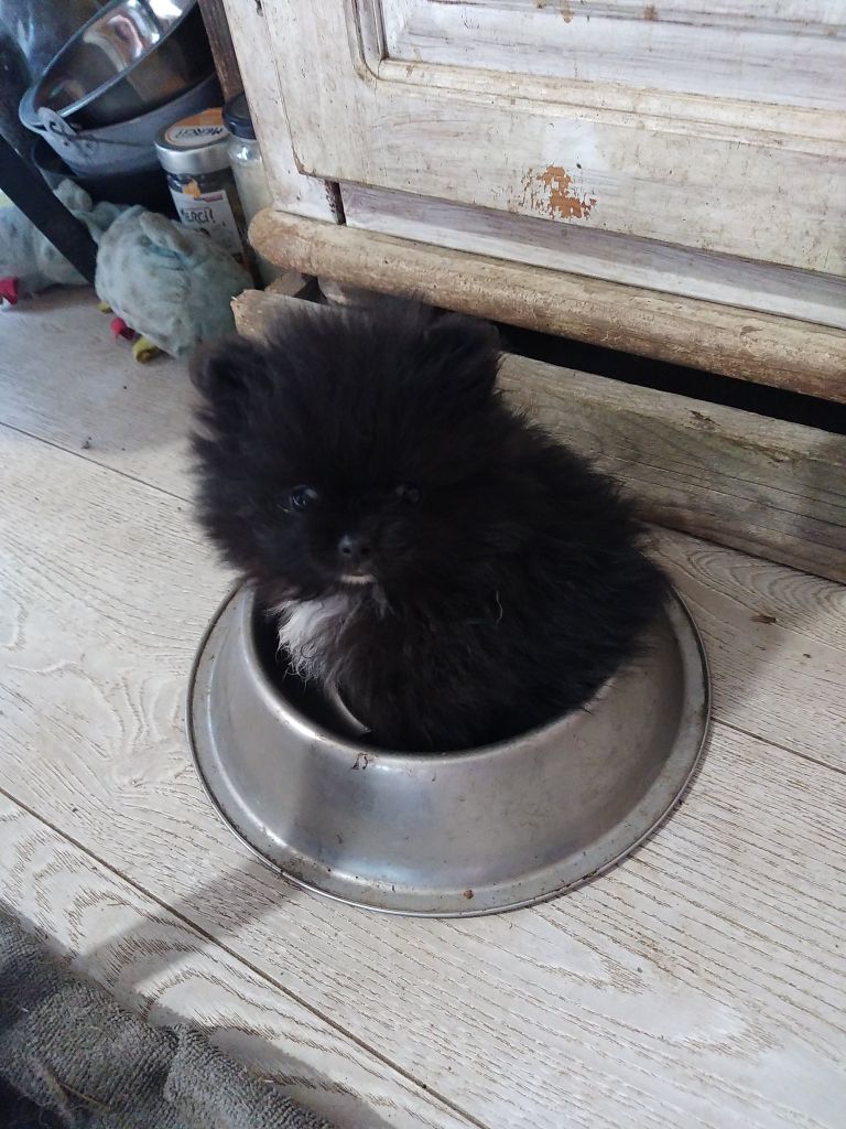 Des Spitzsous De Chato - Chiots disponibles - Spitz allemand