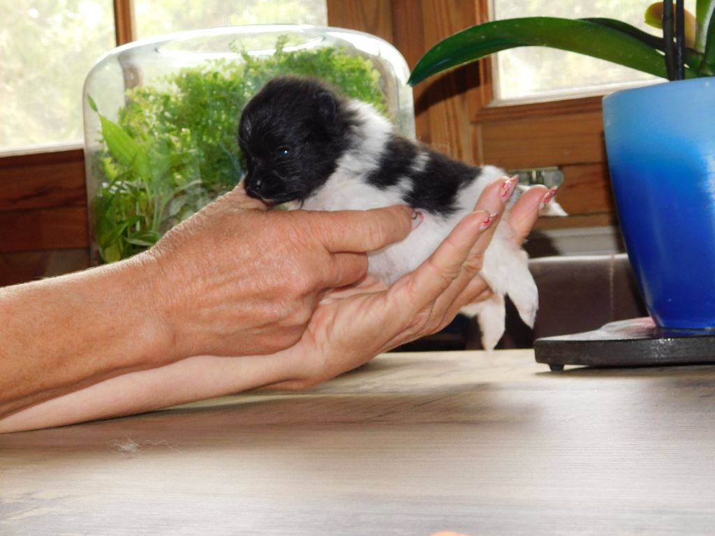 Des Spitzsous De Chato - Chiots disponibles - Spitz allemand
