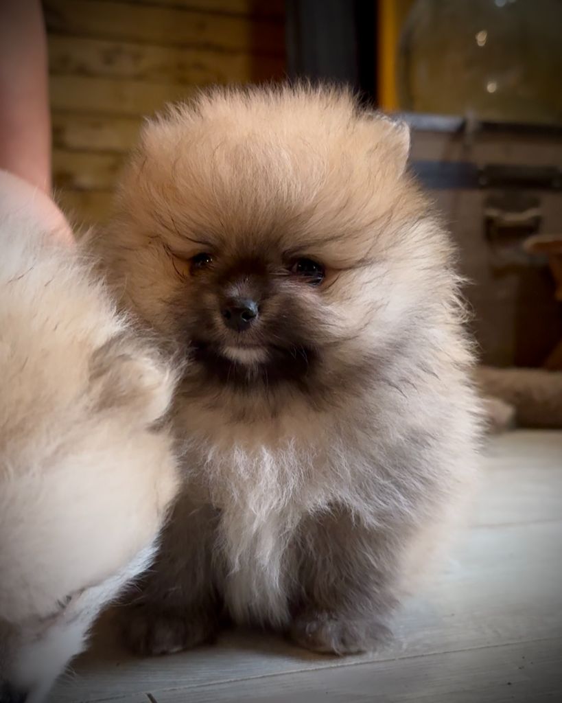 Des Spitzsous De Chato - Chiots disponibles - Spitz allemand