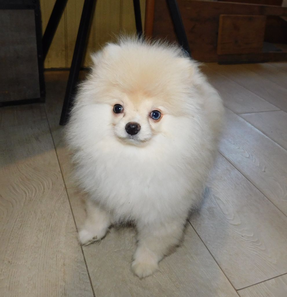 Des Spitzsous De Chato - Chiots disponibles - Spitz allemand