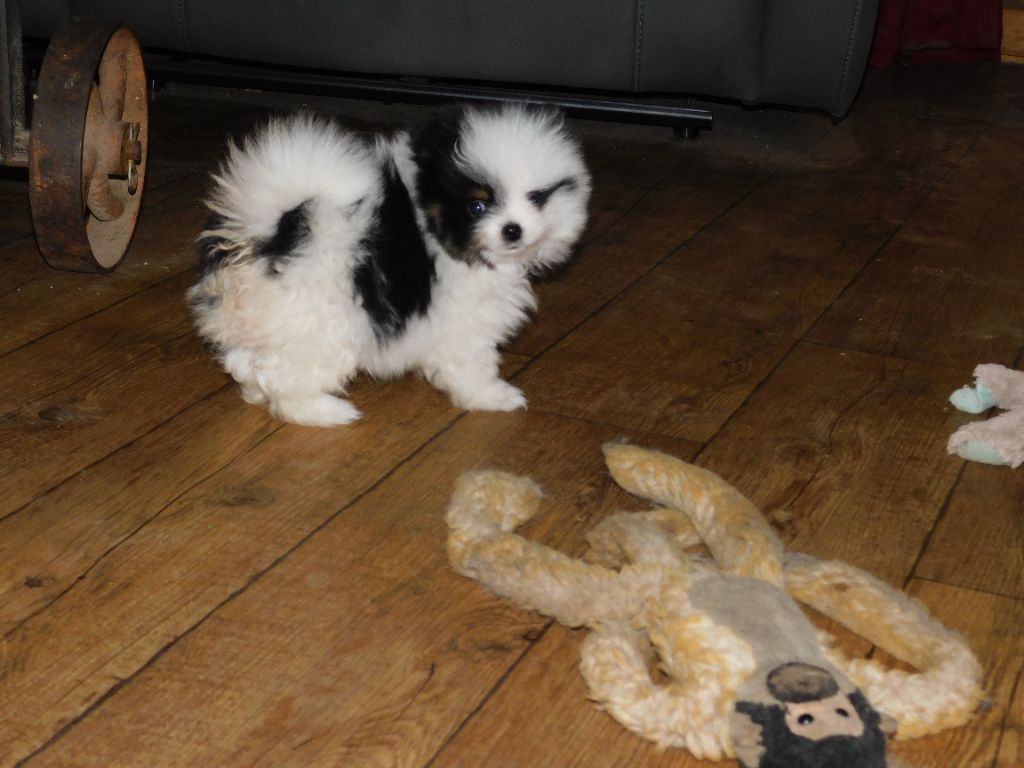 Des Spitzsous De Chato - Chiots disponibles - Spitz allemand