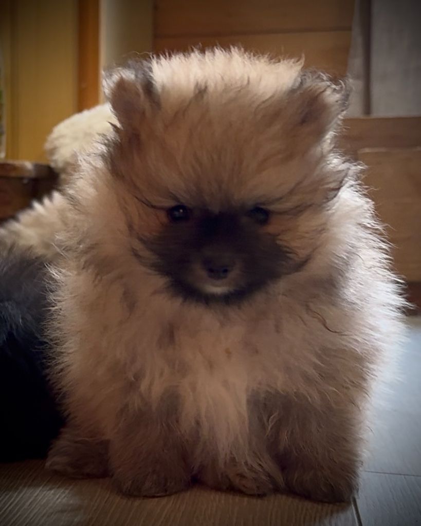 Des Spitzsous De Chato - Chiots disponibles - Spitz allemand