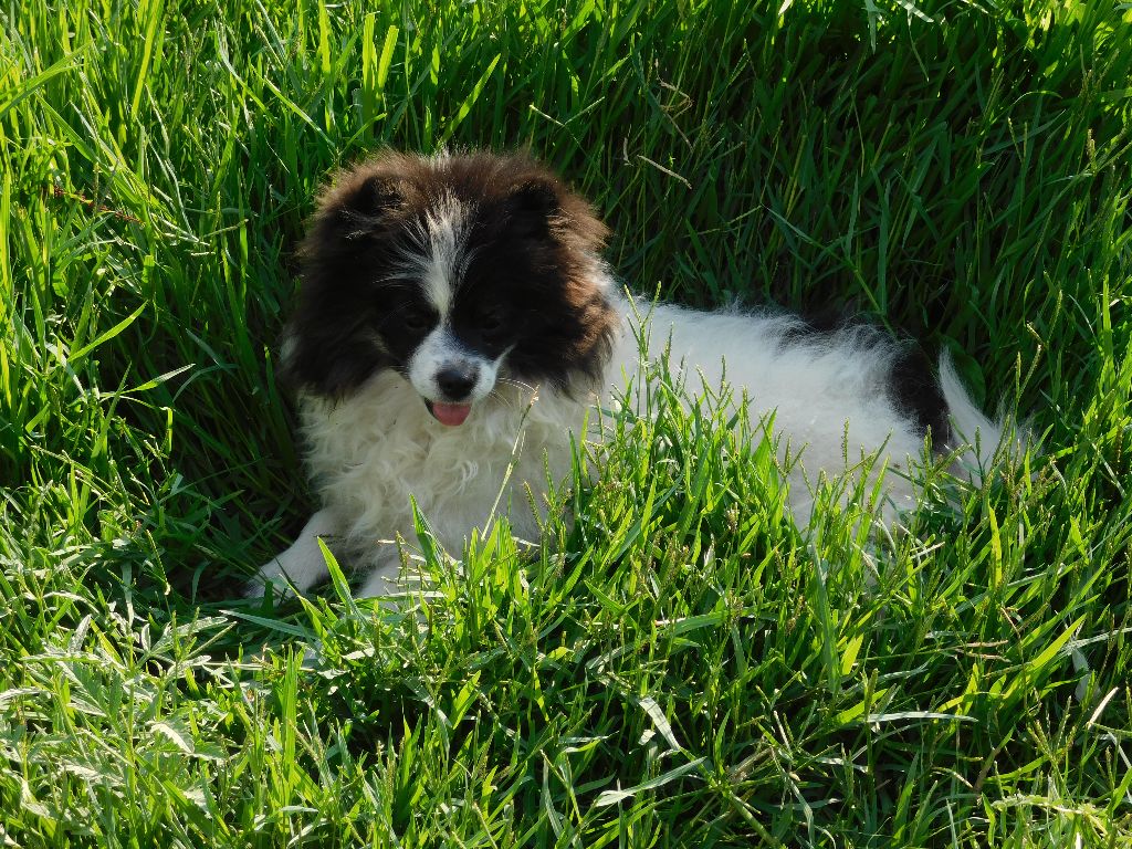 Chiot Spitz allemand Des Spitzsous De Chato