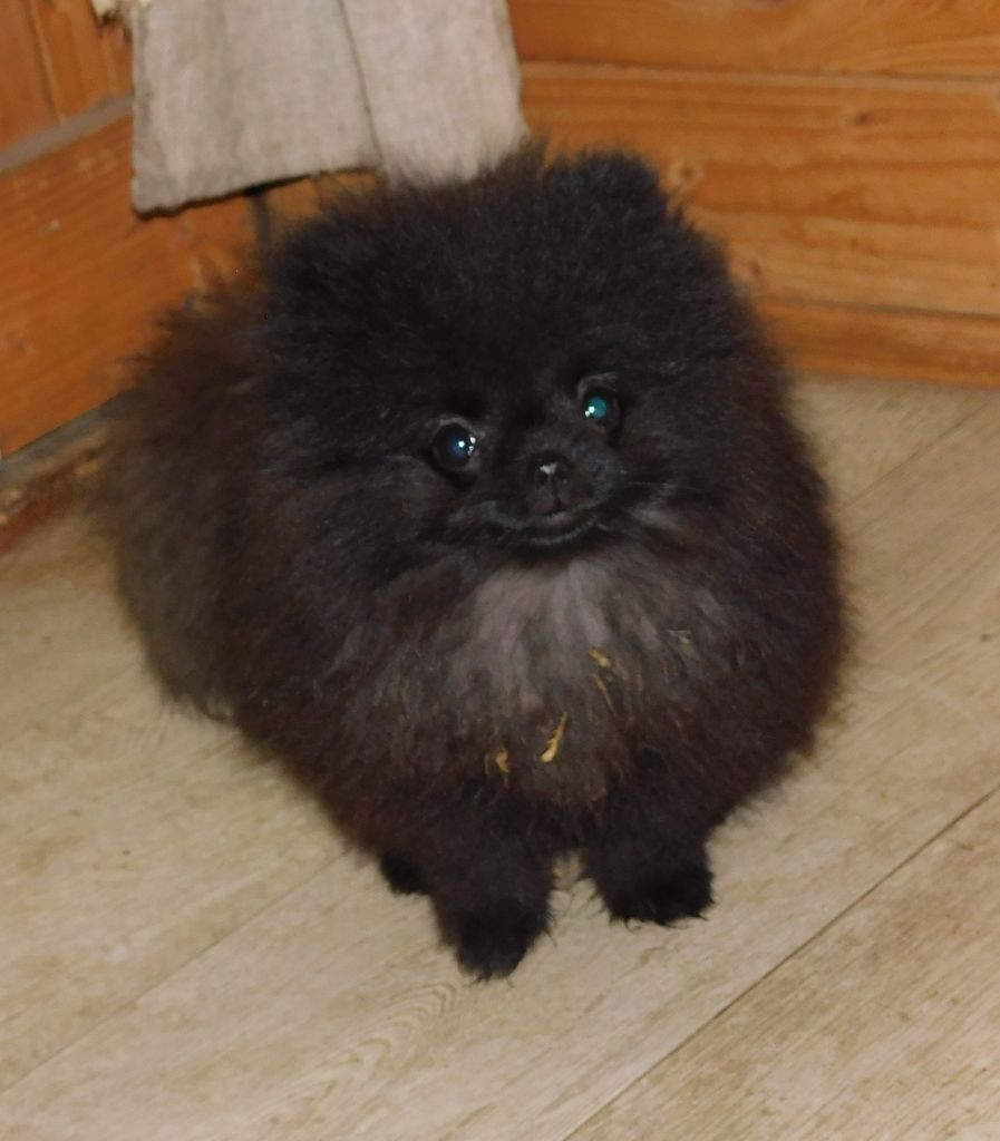 Des Spitzsous De Chato - Chiots disponibles - Spitz allemand